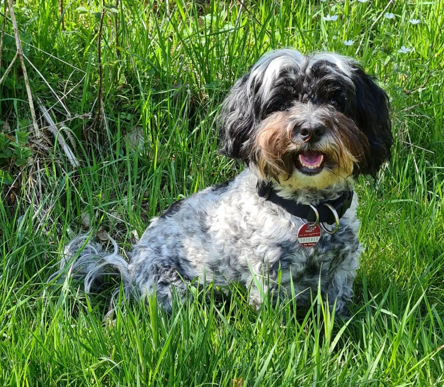 Hundetrainer Ennepetal 