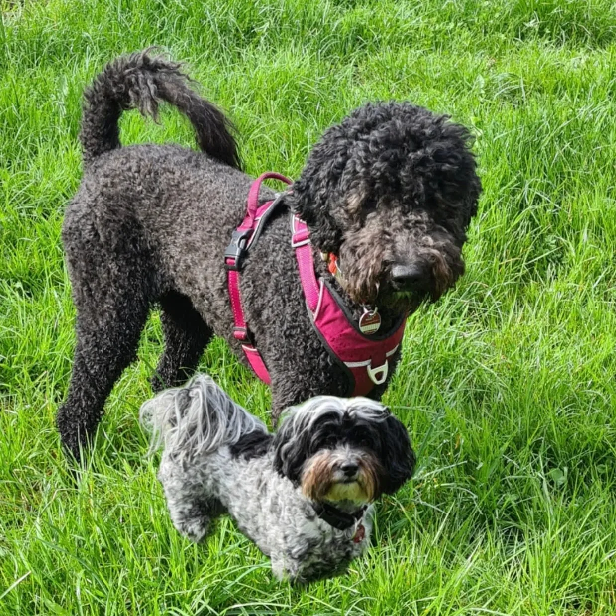 Hundetrainer Schwelm