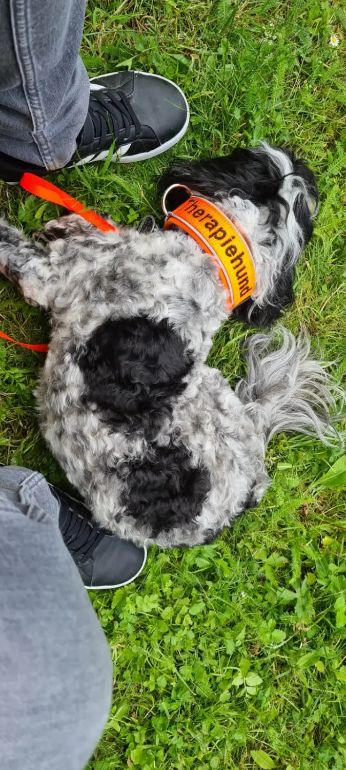 Hundetrainer Ennepetal 