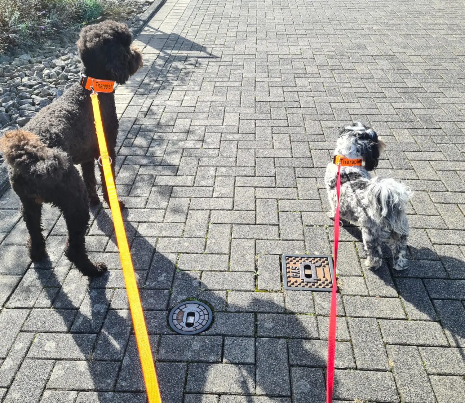 Hund und Kind