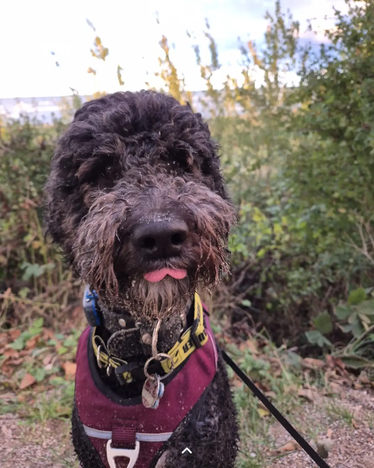 Hundetrainer Schwelm