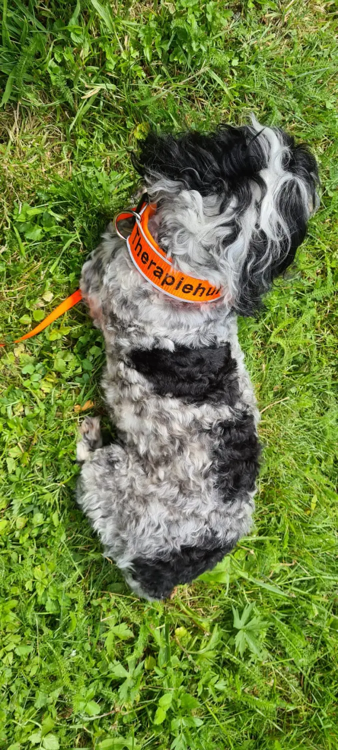 Hund und Kind