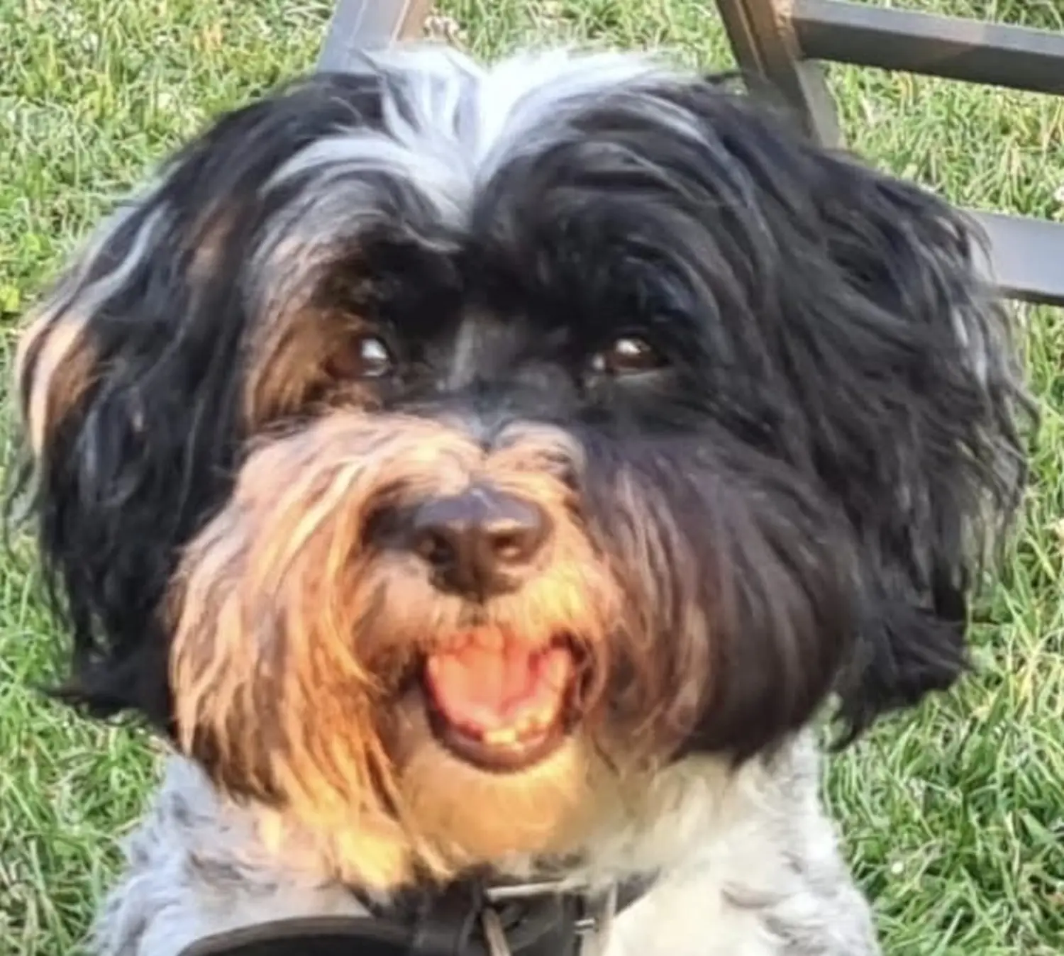 Hundetrainer Schwelm