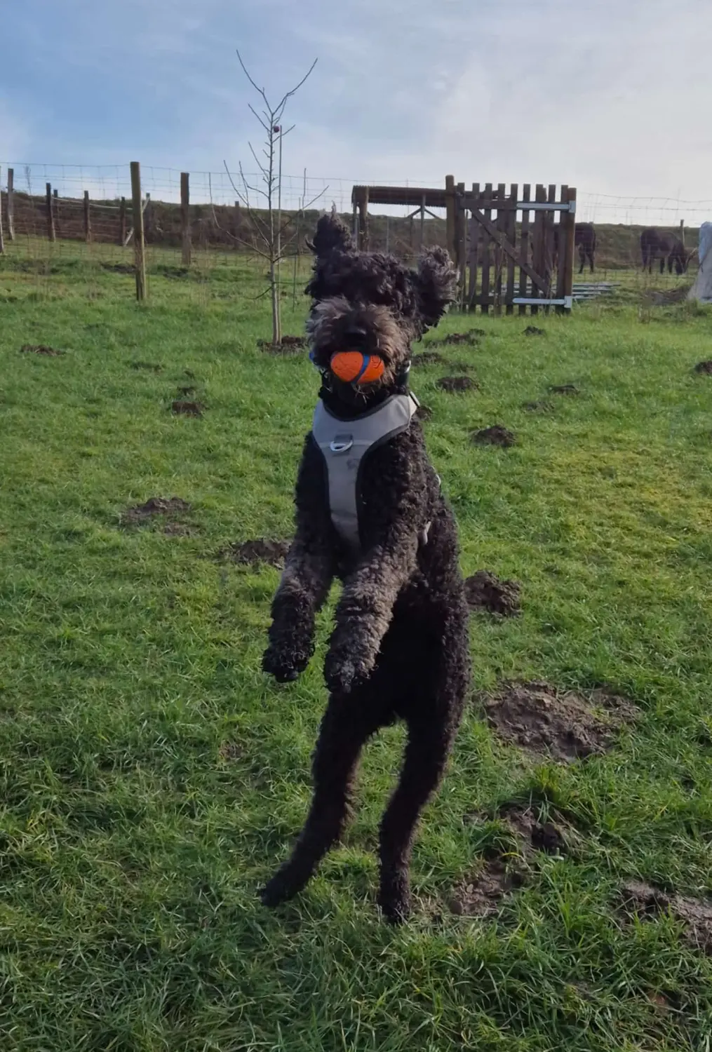 Hundetrainer NRW