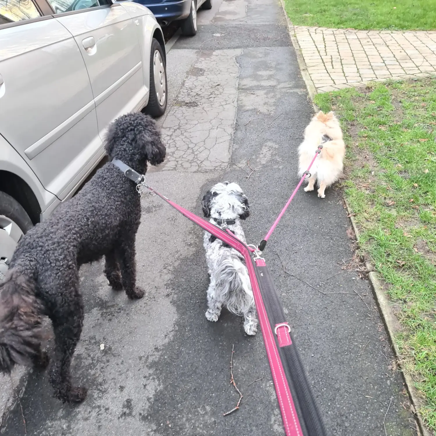 Hundetrainer Schwelm