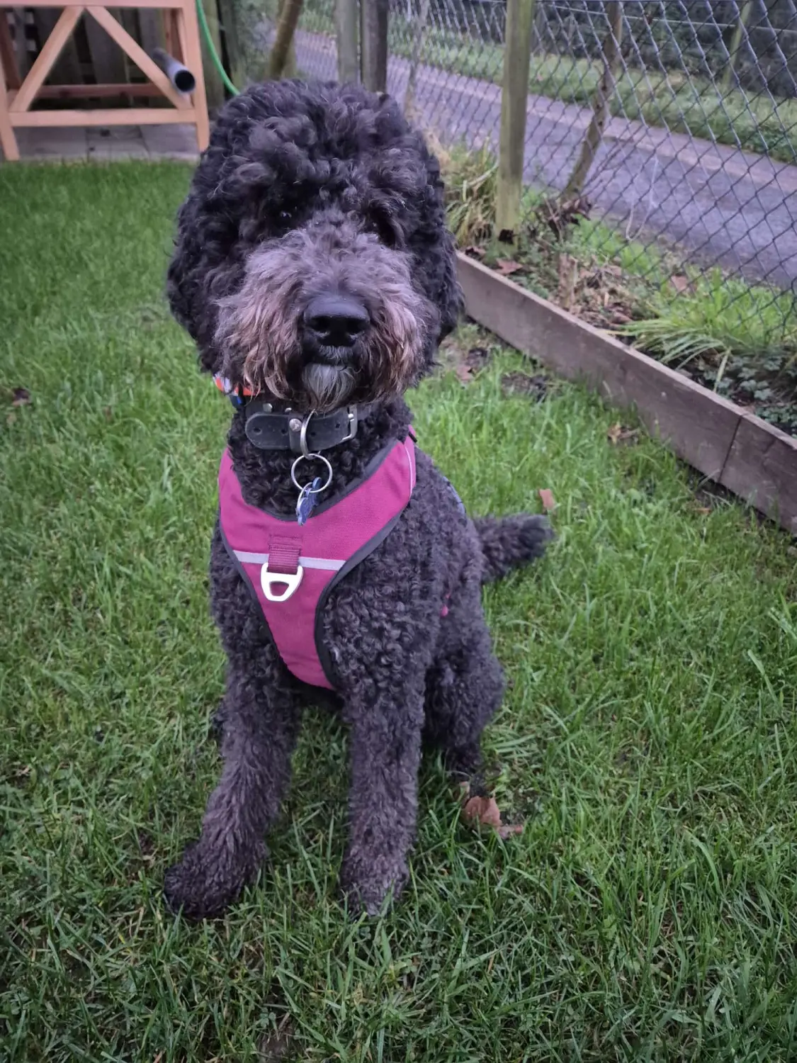 Hundetrainer Schwelm